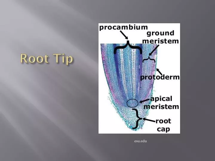 root tip