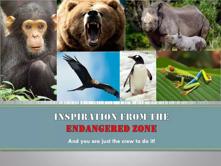 inspiration from the endangered zone