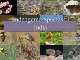Endengered Species of India