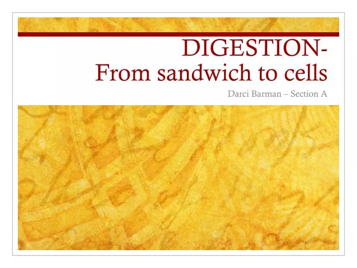 digestion from sandwich to cells