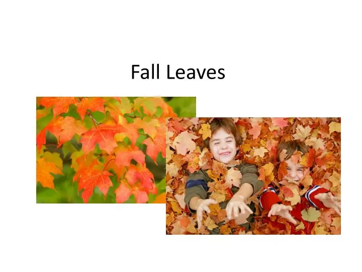 fall leaves