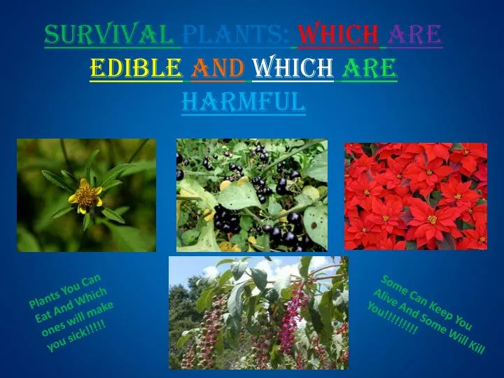 survival plants which are edible and which are harmful