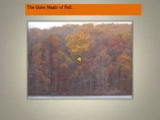 The Quiet Magic of Fall