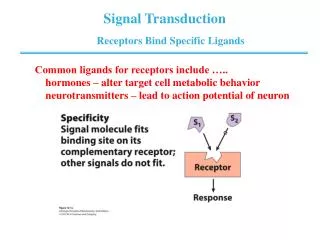 Receptors Bind Specific Ligands