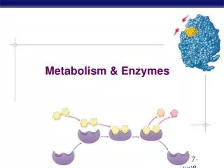 Metabolism &amp; Enzymes