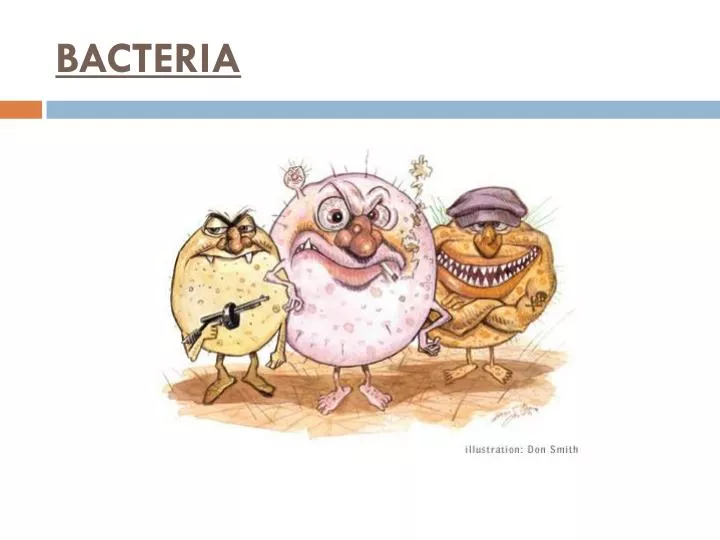 bacteria