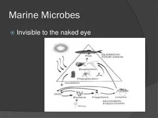Marine Microbes