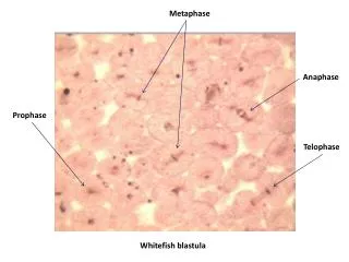 Whitefish blastula
