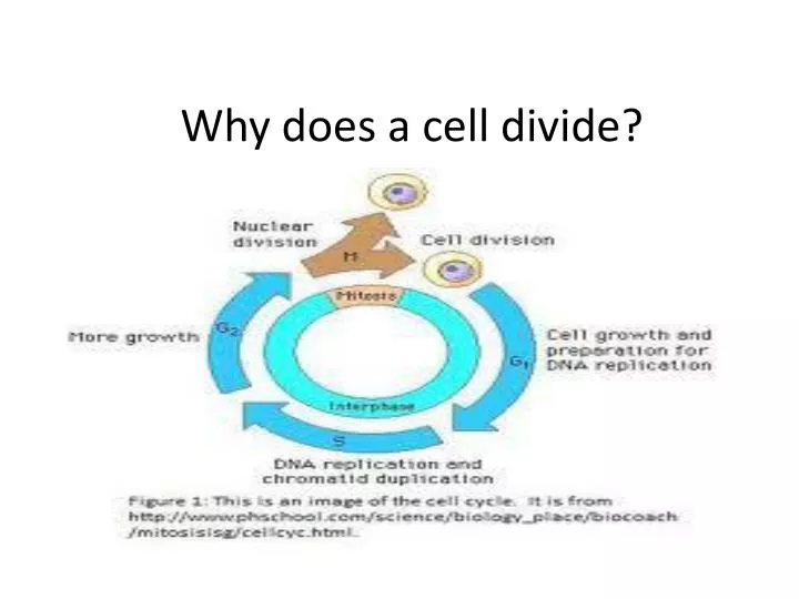 why does a cell divide