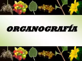 organograf a
