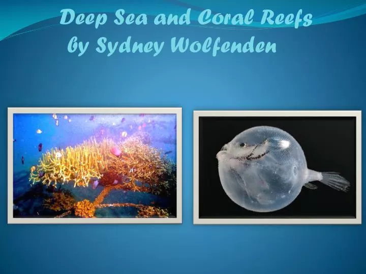 deep sea and coral reefs by sydney wolfenden