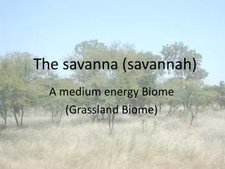 The savanna (savannah)
