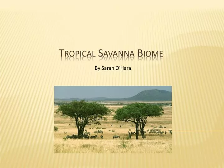 tropical savanna biome