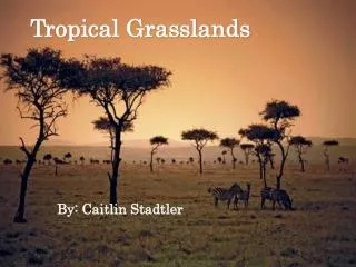 tropical grasslands