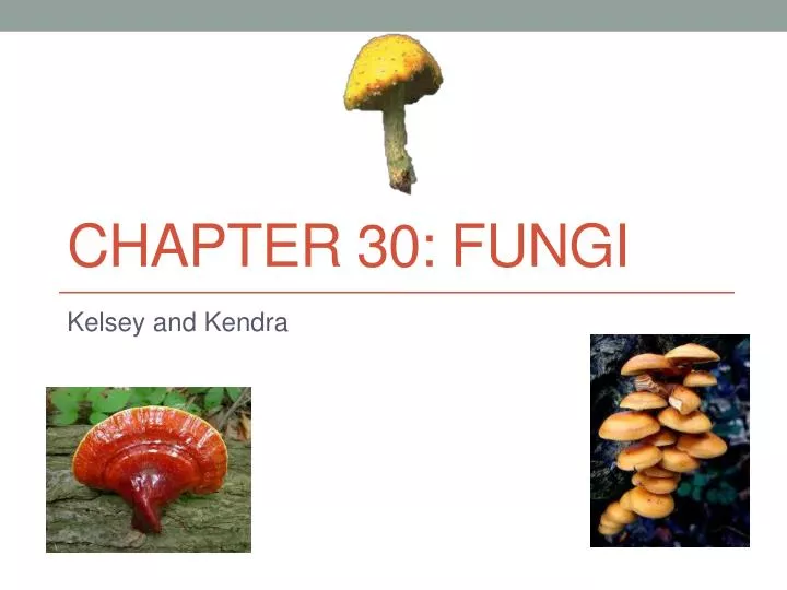 chapter 30 fungi