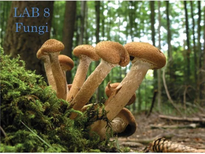 lab 8 fungi