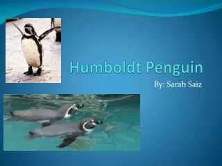 Humboldt Penguin