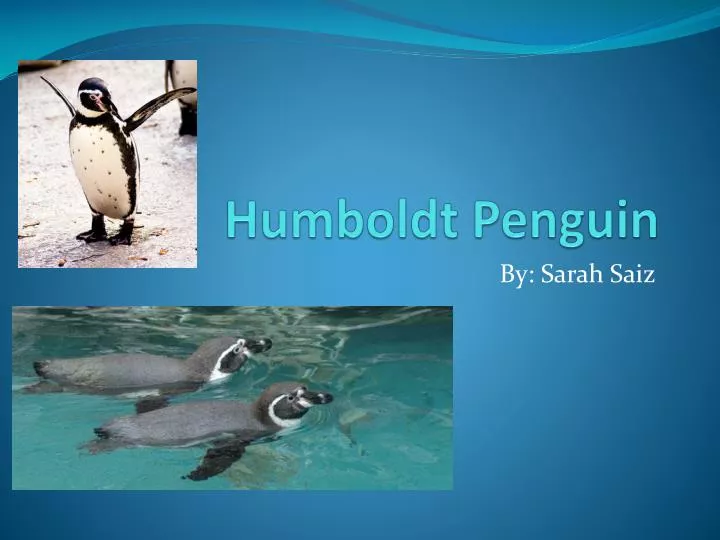 humboldt penguin