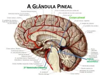 A Glândula Pineal