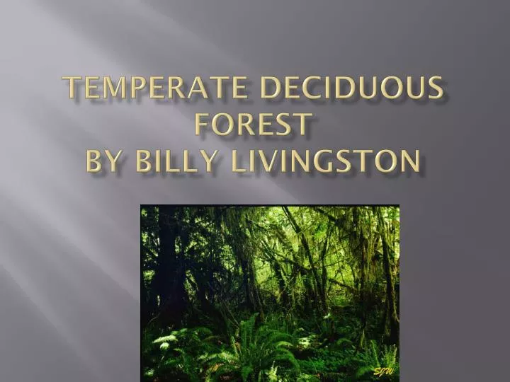 temperate deciduous forest by billy livingston