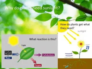 Why do plants need sunlight?