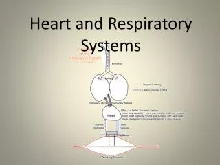 Heart and Respiratory Systems