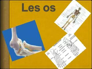 les os