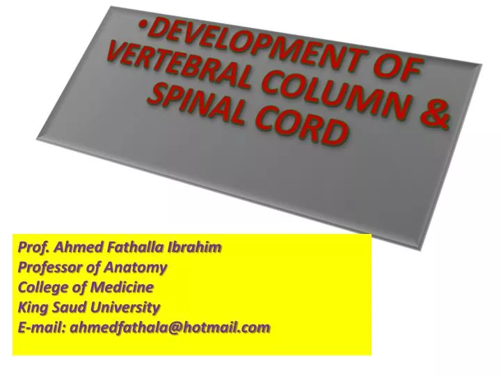 development of vertebral column spinal cord