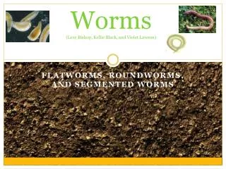 Worms ( Lexy Bishop, Kellie Black, and Violet Lawson)