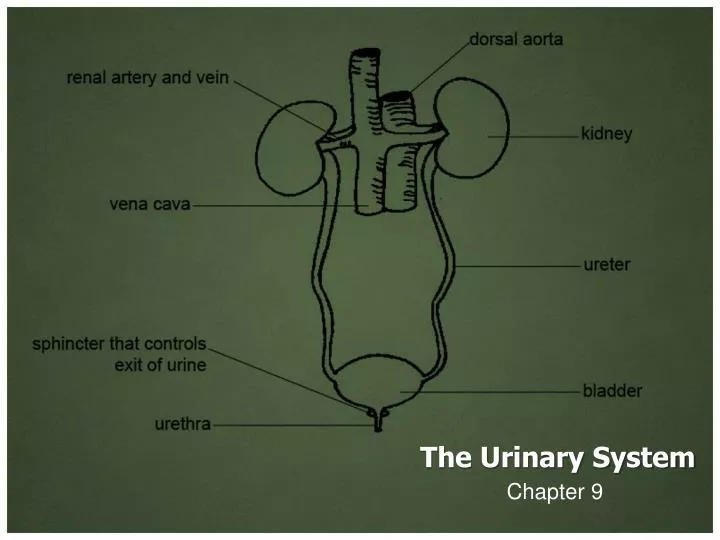 the urinary system