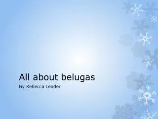 All about belugas