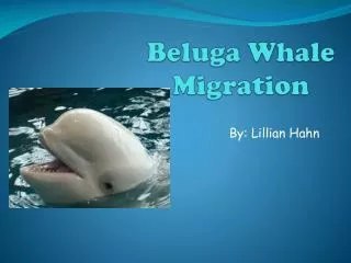 Beluga Whale Migration