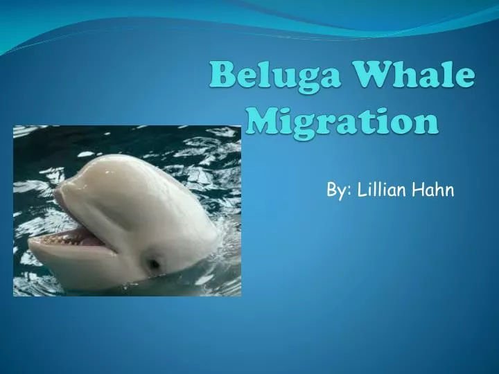 beluga whale migration