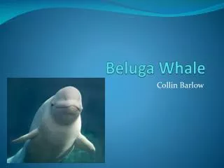 Beluga Whale