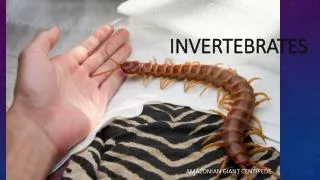 Invertebrates