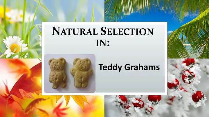 natural selection in