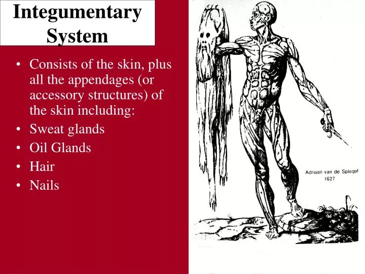 integumentary system