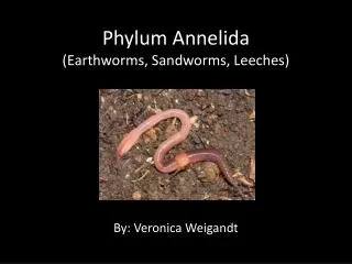 Phylum Annelida (Earthworms, Sandworms, Leeches)