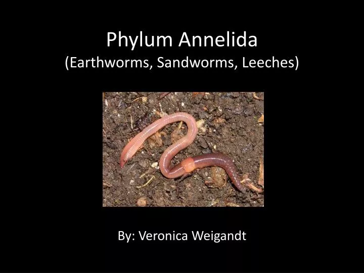 phylum annelida earthworms sandworms leeches