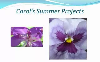 carol s summer projects