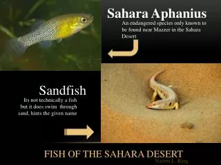 Sahara Aphanius