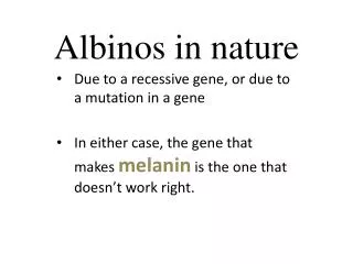 Albinos in nature