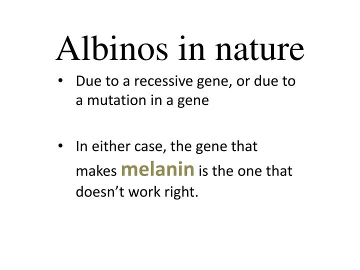 albinos in nature