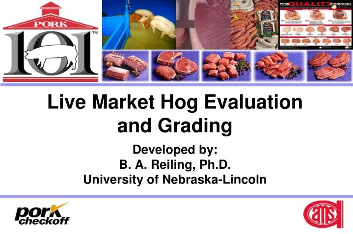 live market hog evaluation and grading