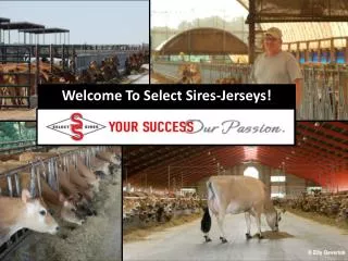 Welcome To Select Sires-Jerseys!