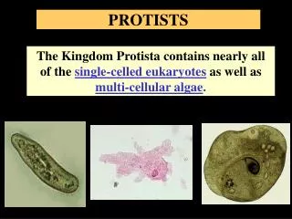 PROTISTS