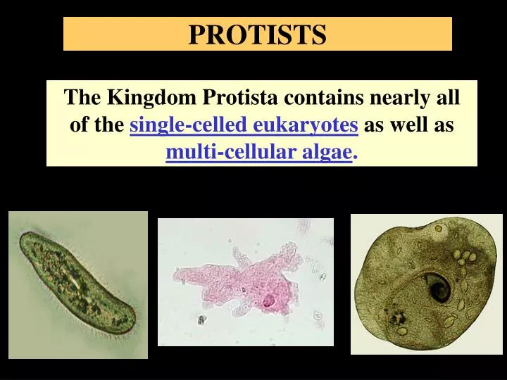 protists