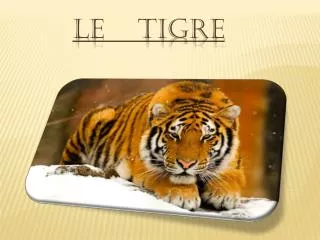 le tigre