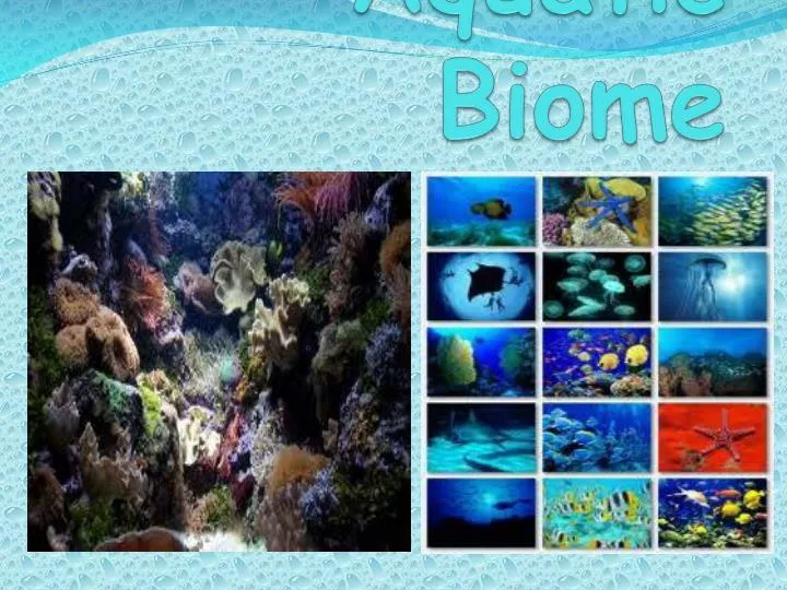 aquatic biome