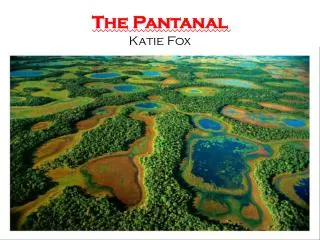 The Pantanal Katie Fox
